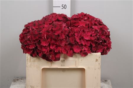 <h4>Hydr M Mag Dark Ruby</h4>