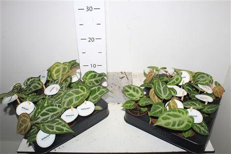 <h4>Anthu Silver Blush</h4>