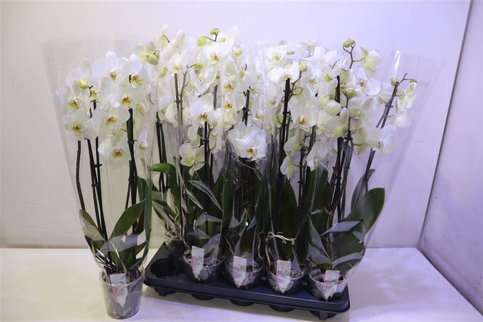 <h4>arr8 Phal Ov Wit</h4>