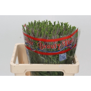 Veronica Skyler Pink