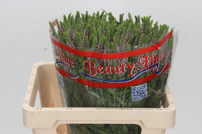 <h4>Veronica Skyler Pink</h4>