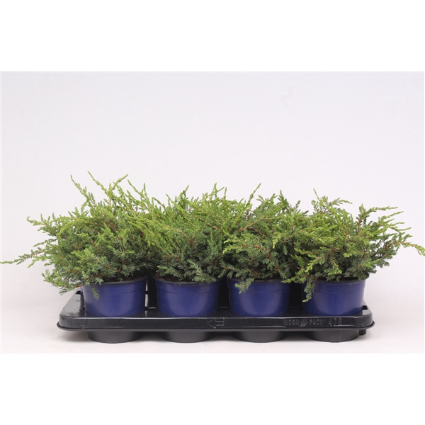 <h4>Juniperus communis 'Repanda'</h4>