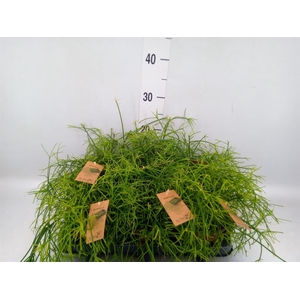 Rhipsalis baccifera 'Oasis'