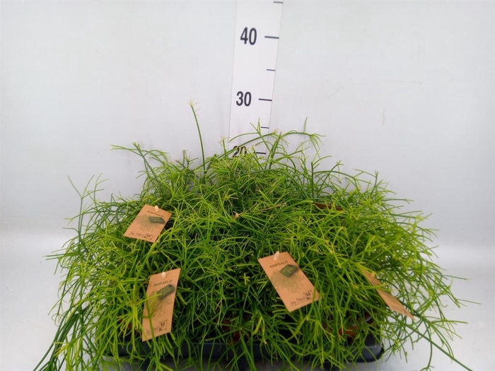 <h4>Rhipsalis baccifera 'Oasis'</h4>
