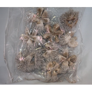 WILD CHESTNUT FROSTED 10PCS