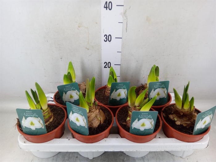 <h4>Hippeastrum   ...</h4>