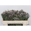 Kaaps Groen Silver Brunia