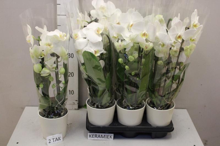 <h4>ARR PHAL MT</h4>