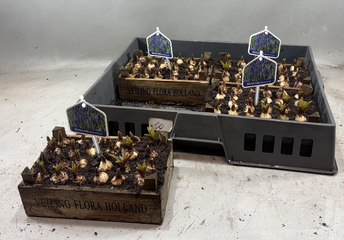 arr8 Arr Muscari In Houten Kistje