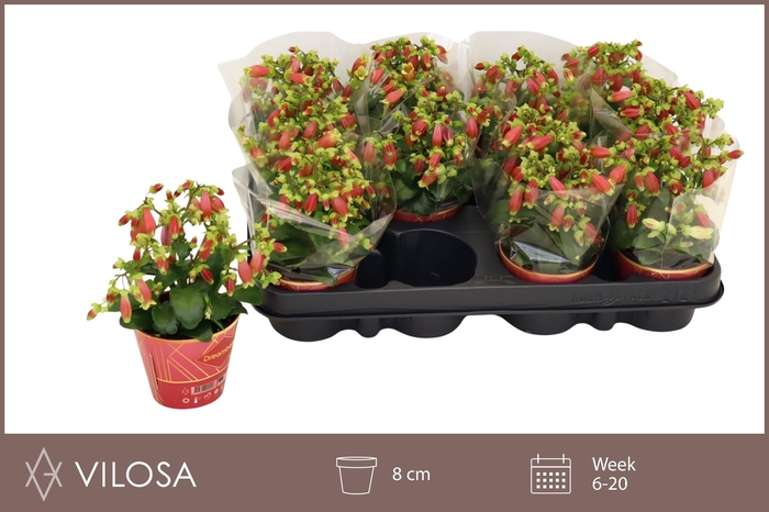 <h4>KAL DREAM BELLS</h4>