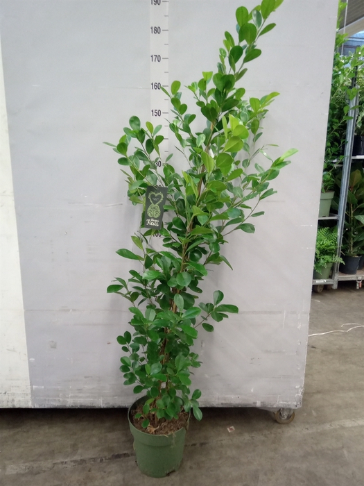 Ficus microcarpa 'Moclame'