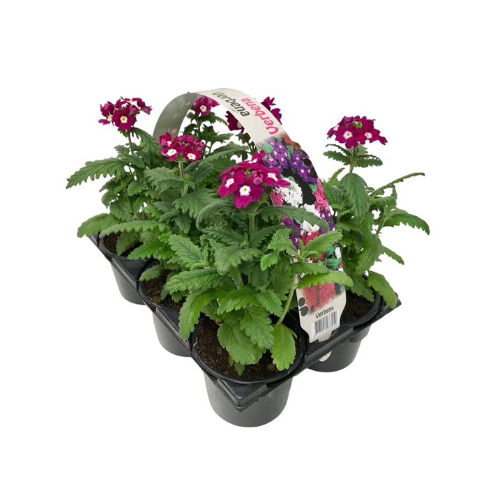 <h4>Verbena blauw 6p</h4>