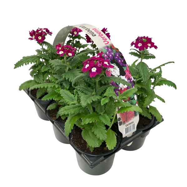 Verbena blauw 6p