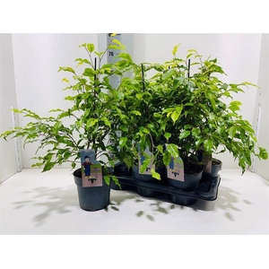 Ficus Golden Monique 17Ø 60cm 3pp
