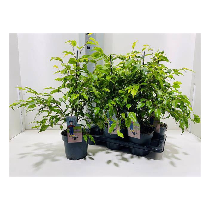 <h4>Ficus Golden Monique 17Ø 60cm 3pp</h4>