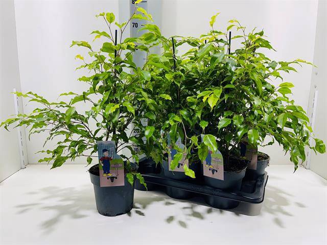 Ficus Golden Monique 17Ø 60cm 3pp