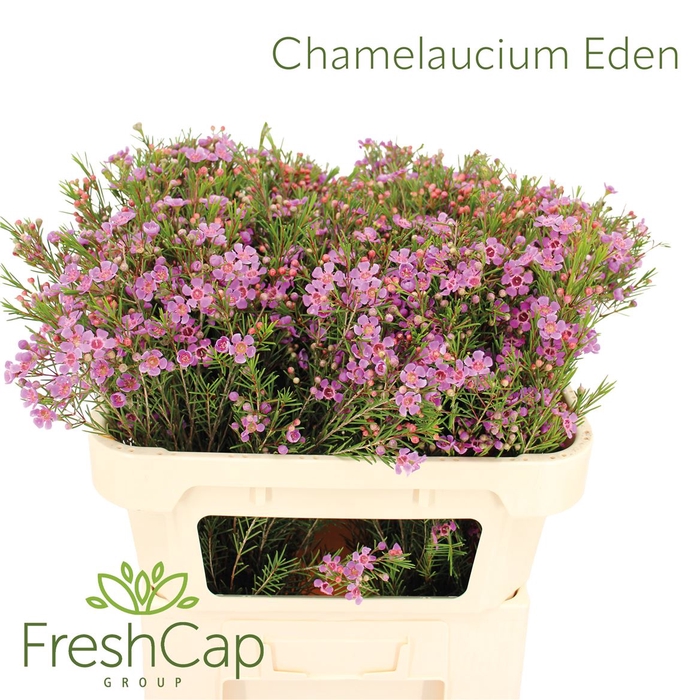 <h4>Chamelaucium Eden</h4>
