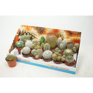CACTUS GEM