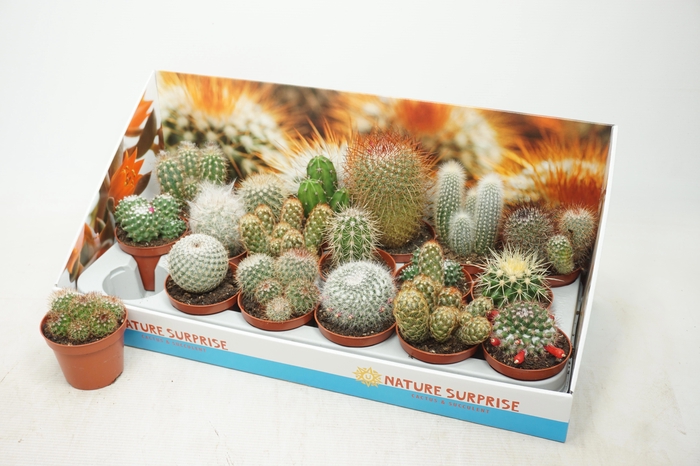 <h4>CACTUS GEM</h4>