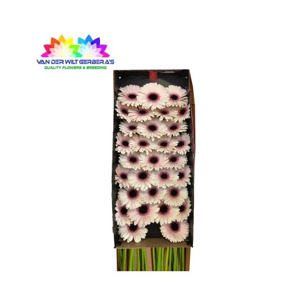 <h4>GE MI Abby Lou</h4>