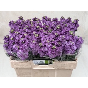 MATTH IMPALA LAVENDE