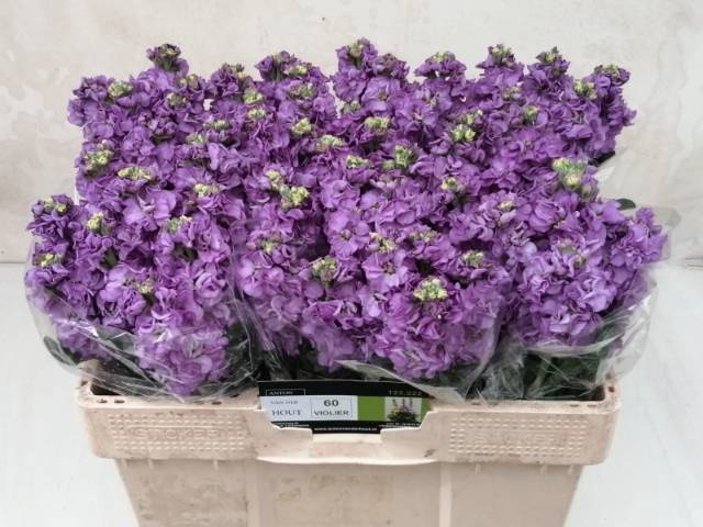 <h4>MATTH IMPALA LAVENDE</h4>