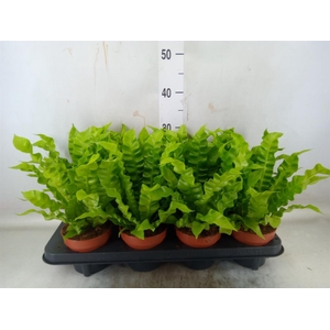 Asplenium nidus 'Crispy Wave'