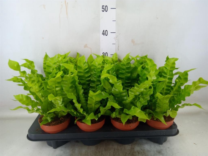 <h4>Asplenium nidus 'Crispy Wave'</h4>