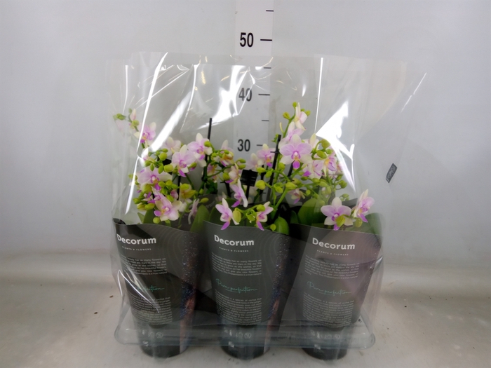 <h4>Phalaenopsis multi.   ...</h4>