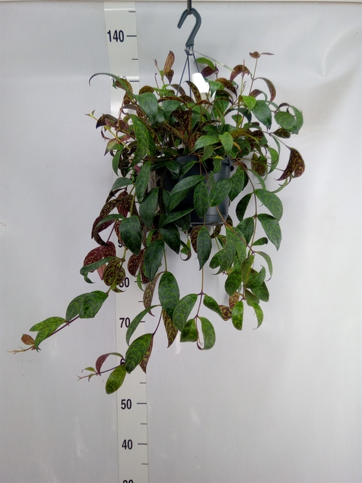 Aeschynanthus marmoratus