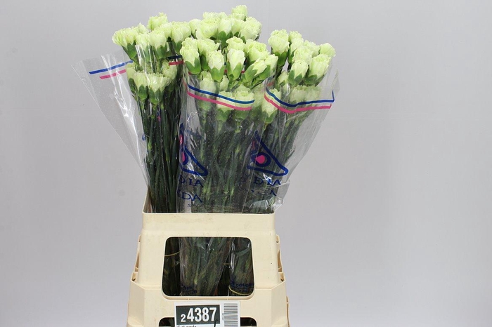 <h4>Di St Prado</h4>