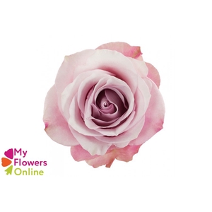 R Gr Secret Garden! Pink 50cm EC