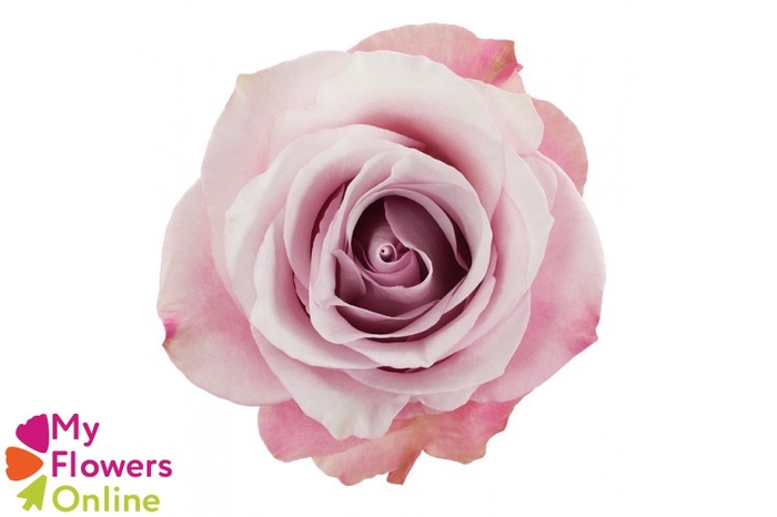 <h4>R Gr Secret Garden! Pink 50cm EC</h4>