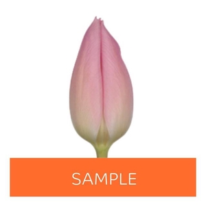 Tulipa si (our choice) pink