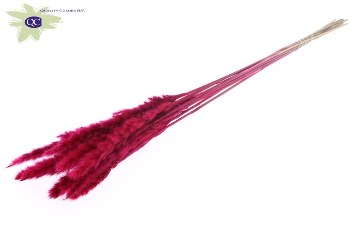 Fluffy Pampas L80 10 st/bunch Cerise