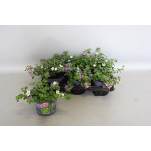 Happy Colours Bacopa Trixi Falls