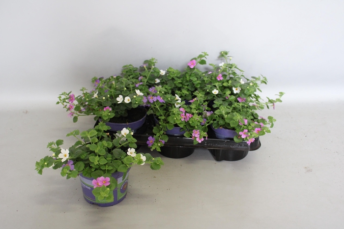<h4>Happy Colours Bacopa Trixi Falls</h4>