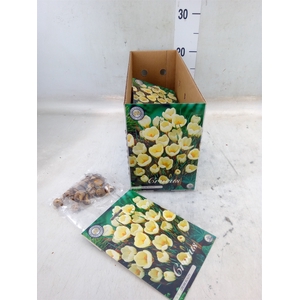 Flowerbulbs, corns or tubers   ...