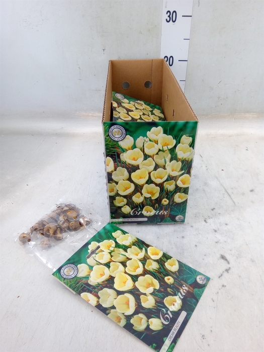 <h4>Flowerbulbs, corns or tubers   ...</h4>