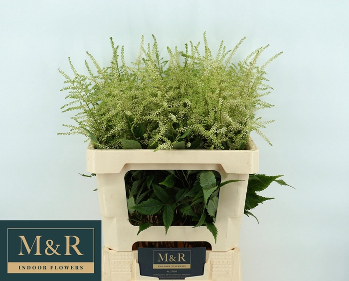 <h4>ASTIL JA WASHINGTON</h4>