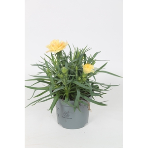 Dianthus Elvia p9