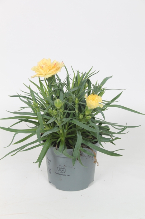 <h4>Dianthus Elvia p9</h4>