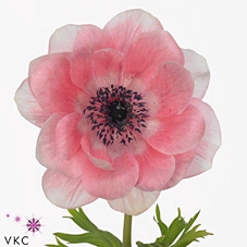 <h4>Anemone Mistral Light Pink</h4>