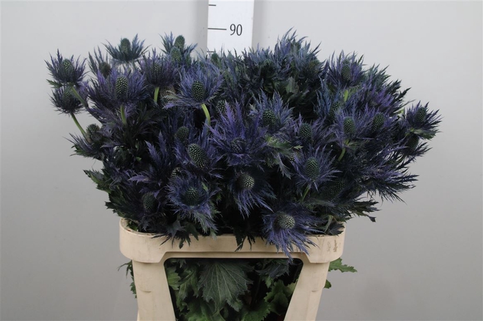 <h4>Eryn Alpinum</h4>