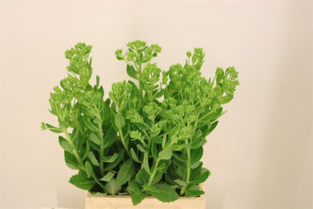 <h4>SEDUM SPECTABILE</h4>