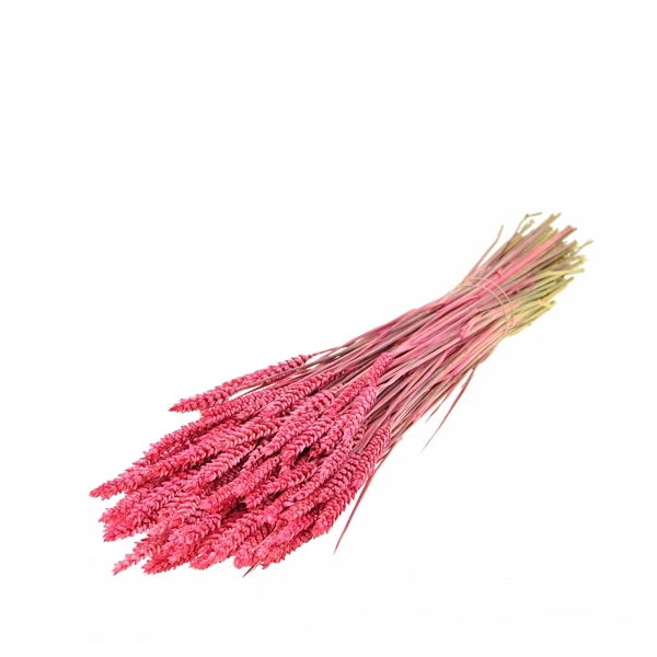 <h4>Tarwe Sugar Pink</h4>