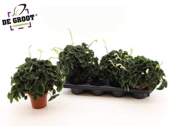 <h4>PEP CA LILIAN</h4>