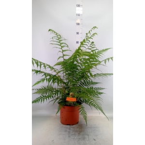 Dicksonia antarctica