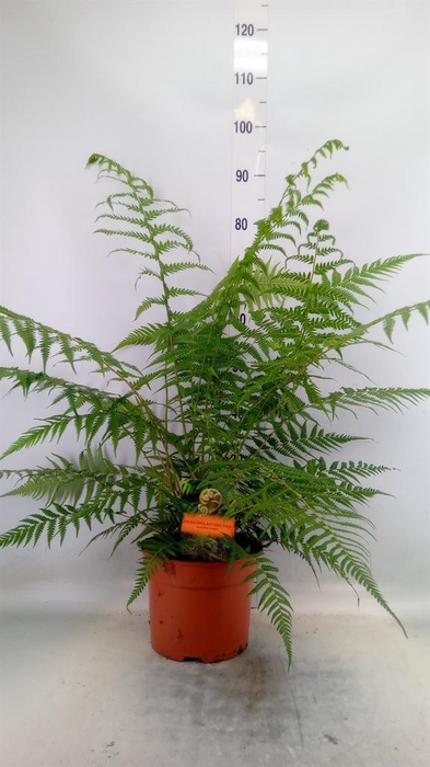 <h4>Dicksonia antarctica</h4>