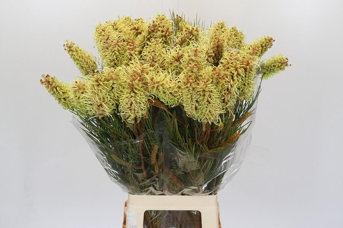 <h4>Grevillea Spiderman</h4>